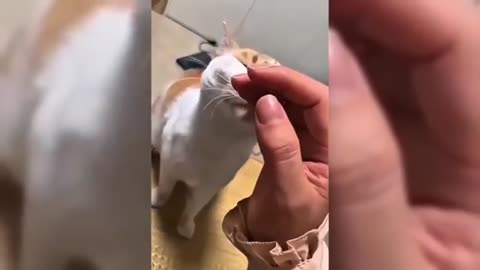 Cats being hilarious!