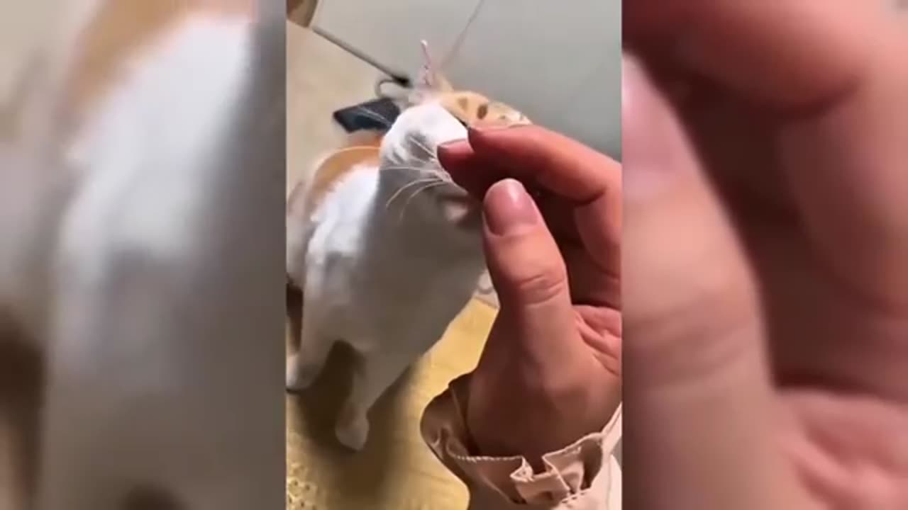 Cats being hilarious!
