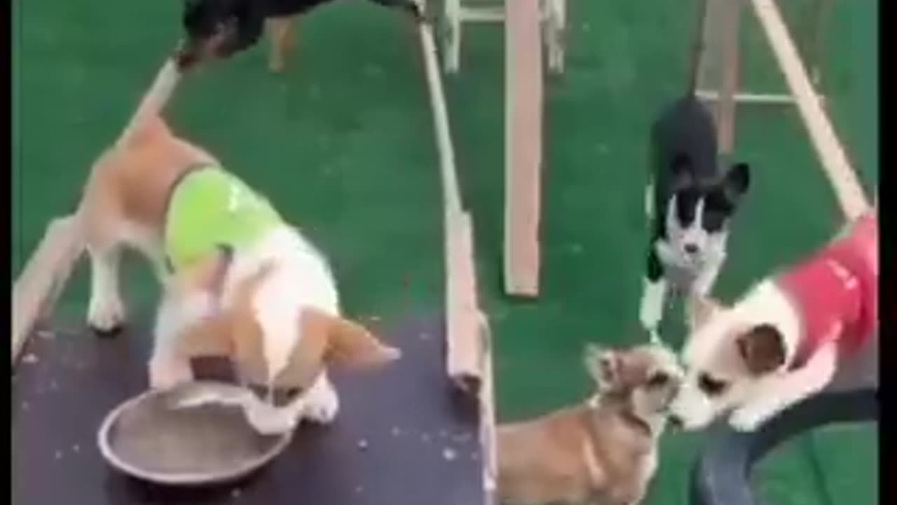 Corgi Ninja Warrior | funny video | crazy clips
