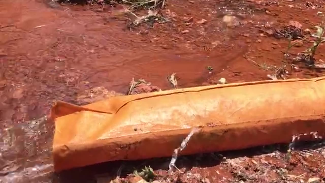 Do not forget to water your olive trees.