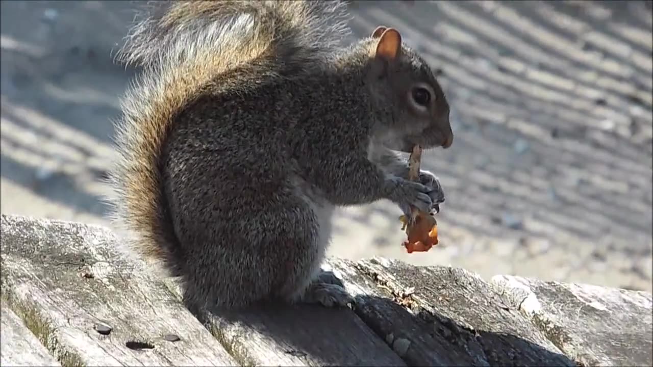 Squirrel cute animals