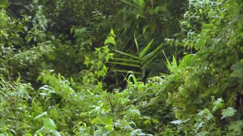 Wildest Indochina | Episode 5: China - The Secret Garden | Free Documentary Nature