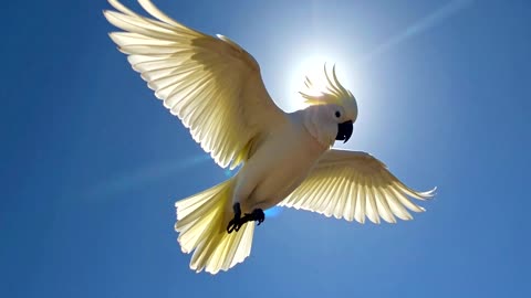 I Am Bululalatji The White Cockatoo