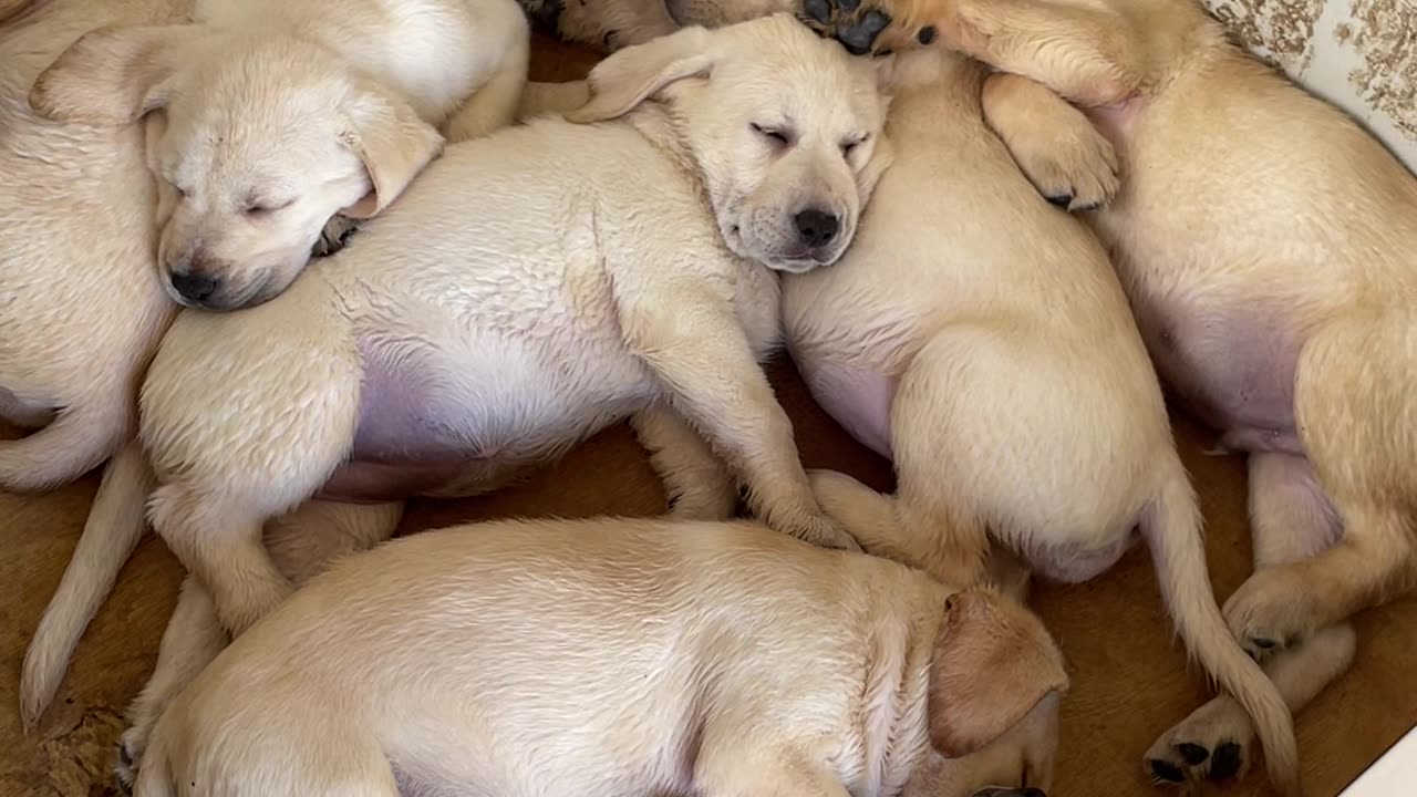 A Mosaic of Labrador Puppies