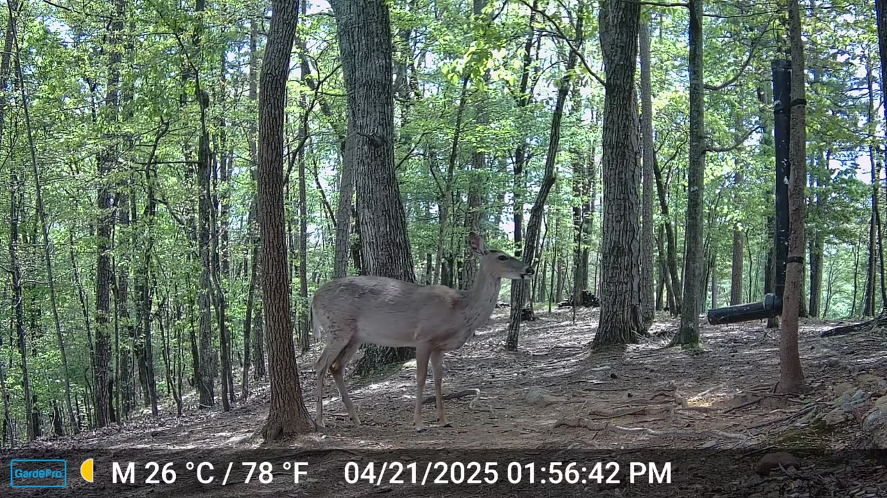 The Woods – 04/22/2025