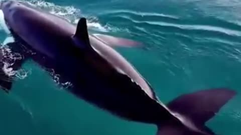 "Heartbreaking: Injured Whale Struggles with Parasite Infestation"