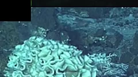 Uncover the Secrets: 5 Astonishing Finds in the Mariana Trench!