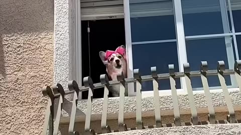 Animals Funny Video