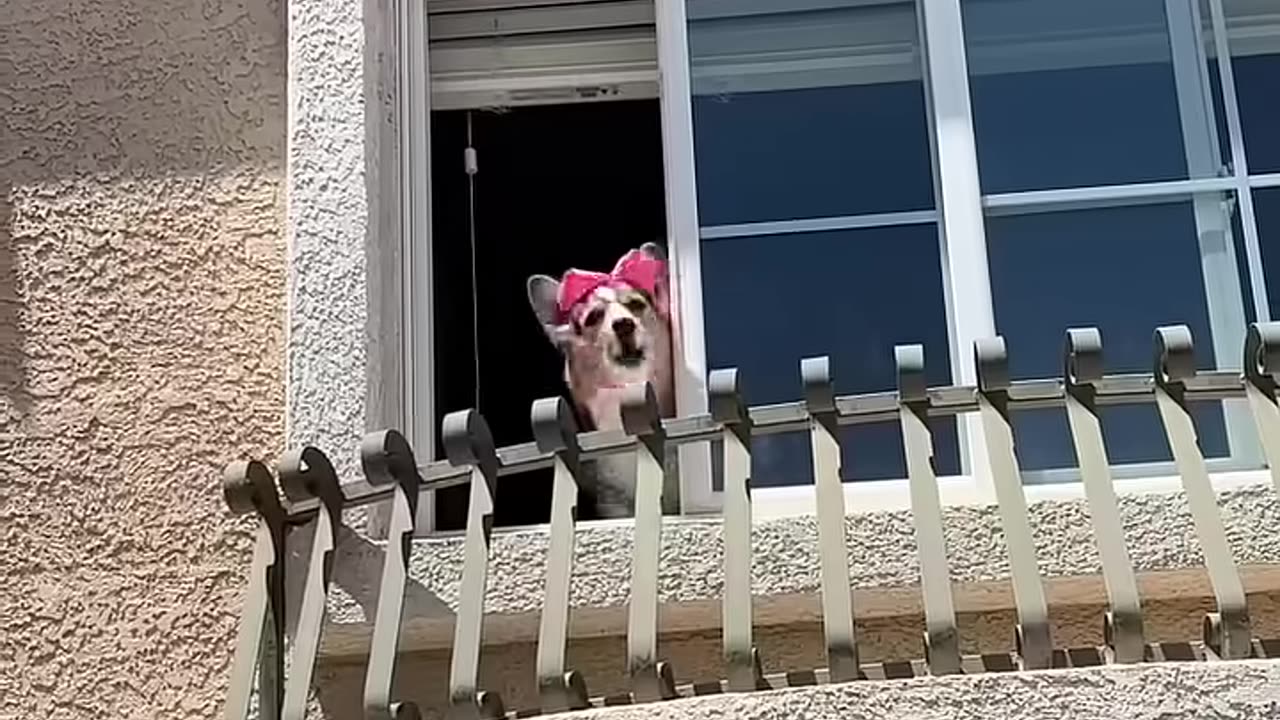Animals Funny Video