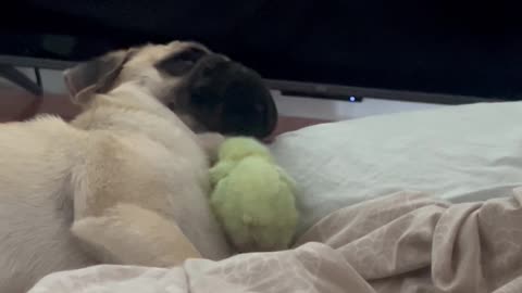 Chick Teasing a Pug