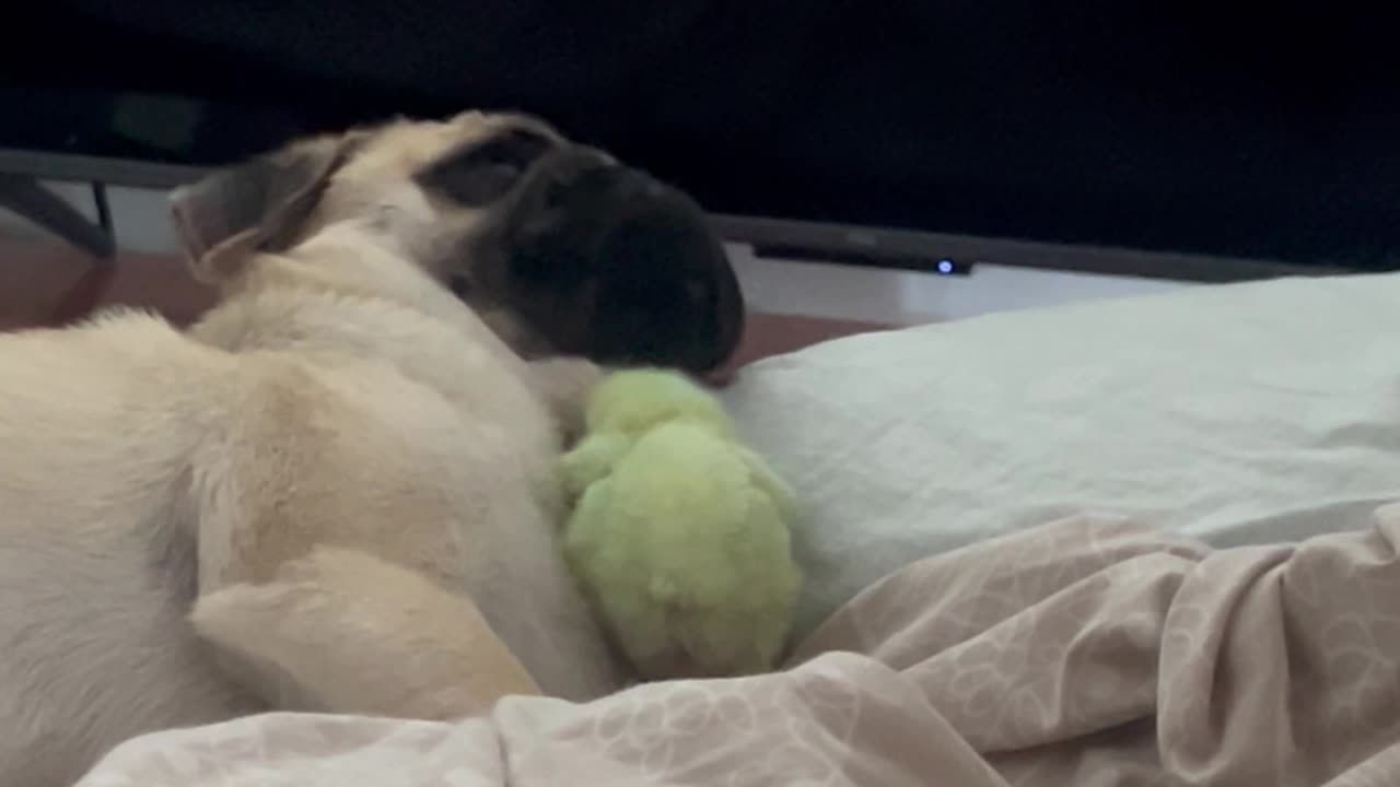 Chick Teasing a Pug