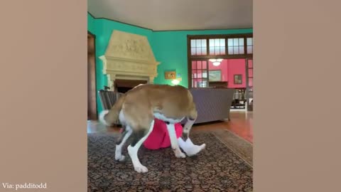 When Your Big Dog Thinks He's a BABY