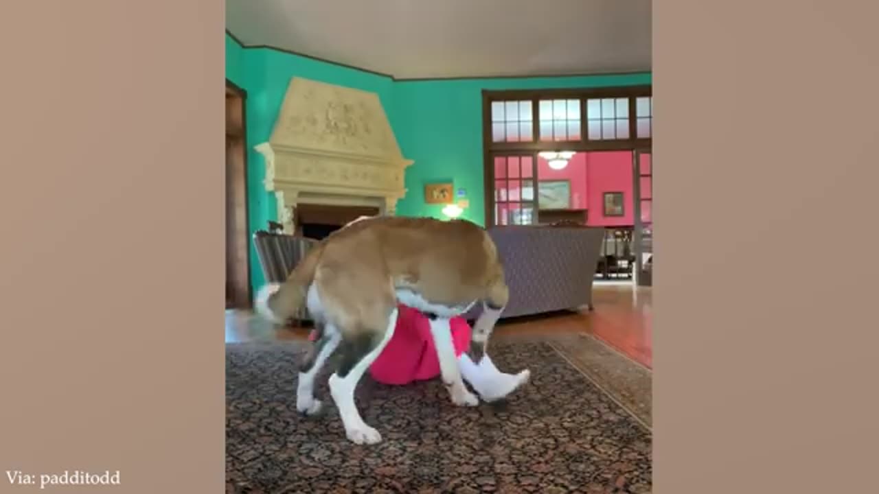 When Your Big Dog Thinks He's a BABY