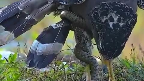 Eagle attack on snake