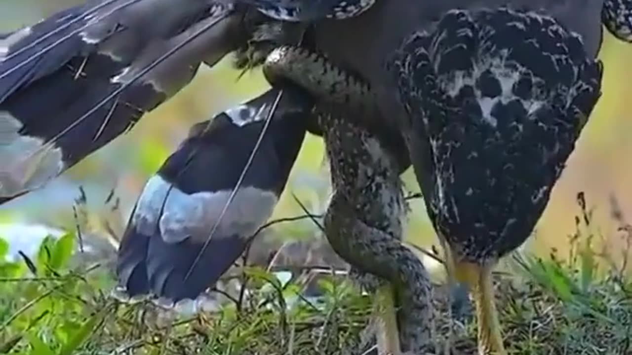Eagle attack on snake
