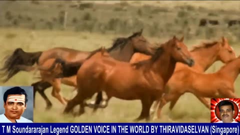 Old Is Gold (evergreen) T M Soundararajan Legend Vol 236 Horse Song 9