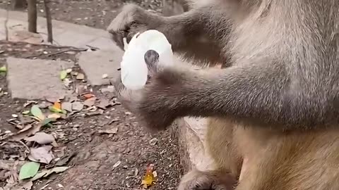 The funny monkey 🐒