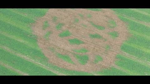 Crop circle d'octobre à Hackpen Hill
