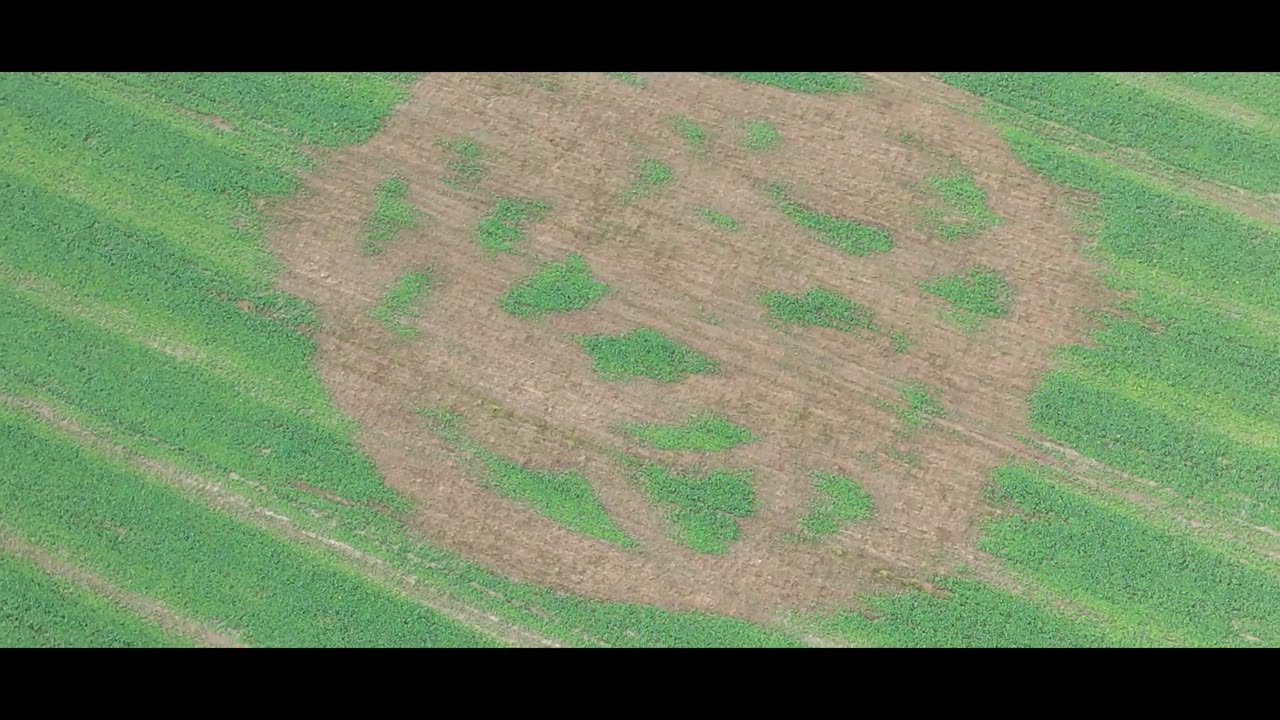 Crop circle d'octobre à Hackpen Hill