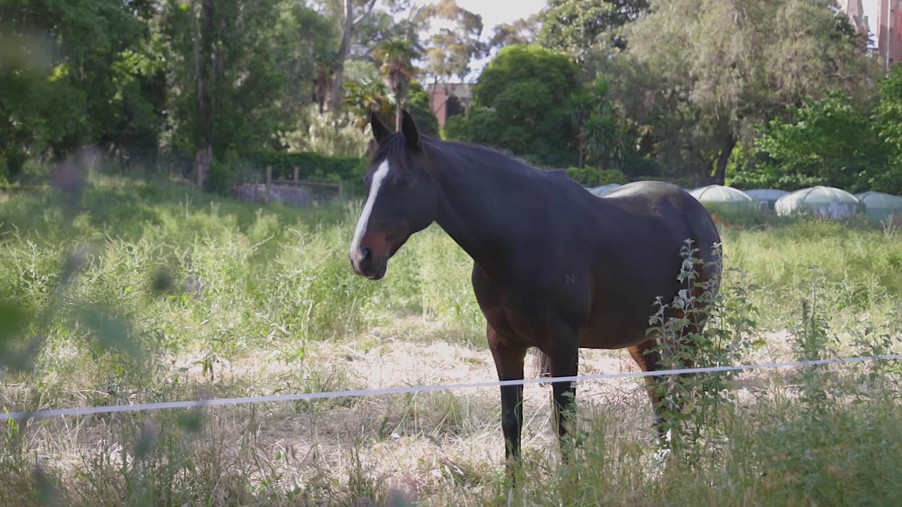 Brown Waler Horse in Australia