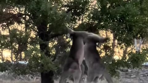 Kangaroos fighting
