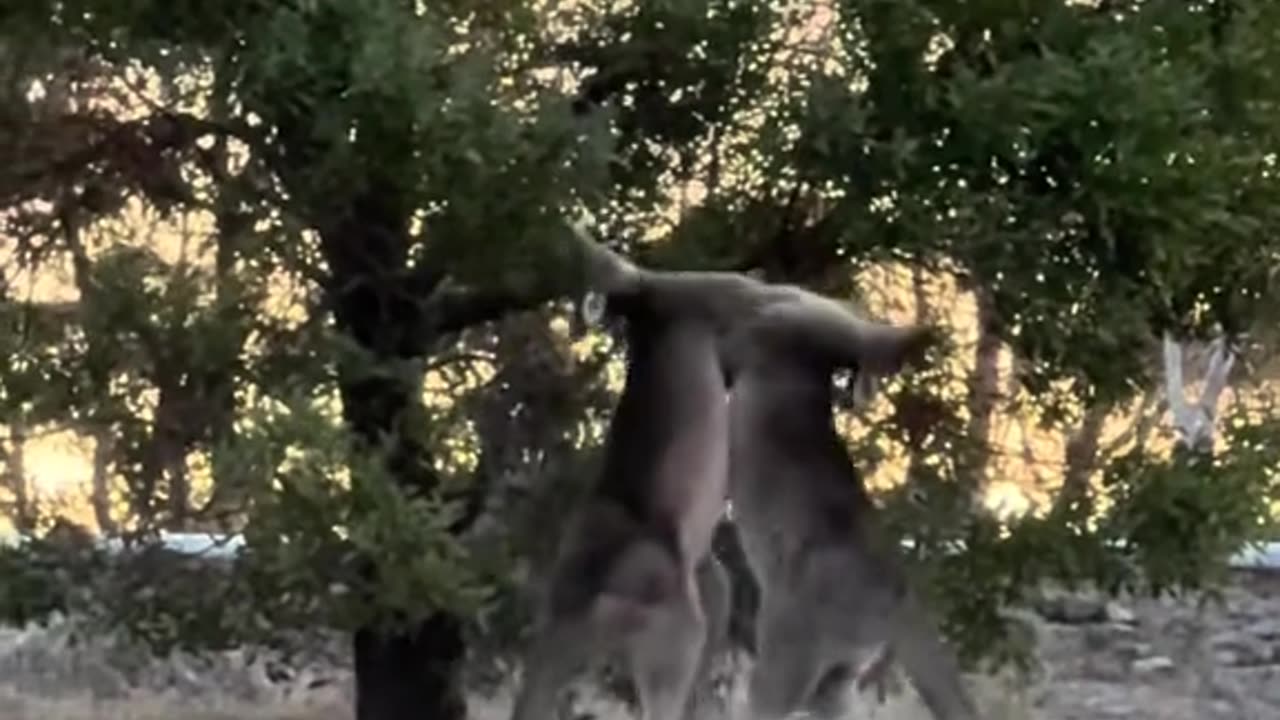 Kangaroos fighting