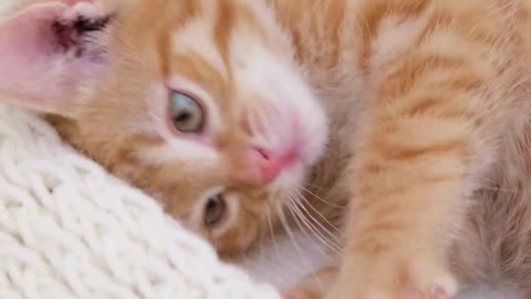 Endless Purrs & Tiny Paws 🐾💗 The Cutest Cat You’ll See Today!