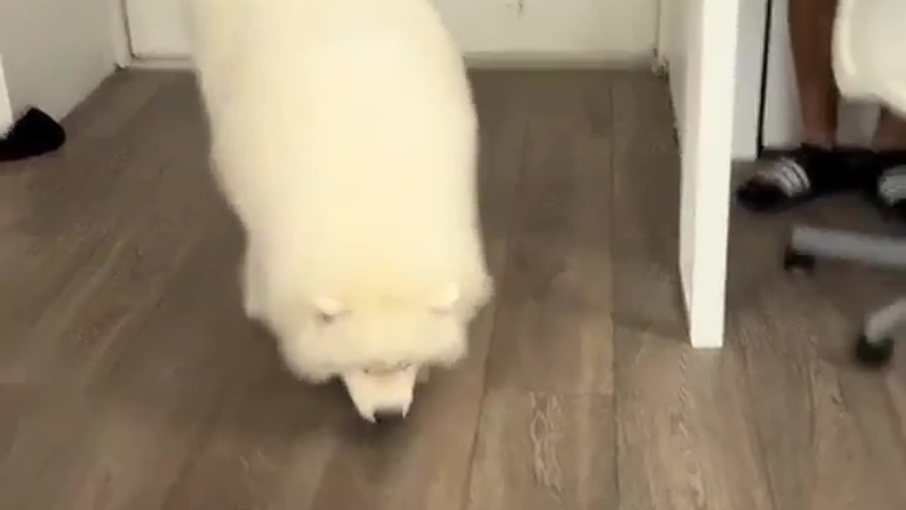 fat dog video