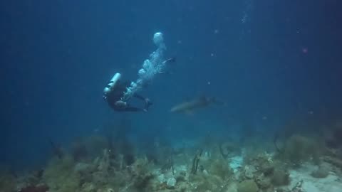 Michel and Nurse Shark Turneffe Belize
