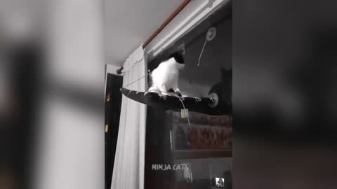 Funniest Pets Caught on Camera | Animals Doing Hilarious Things You Won’t Believe