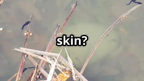 Why Does This Frog Have So Much Extra Skin? 🐸 | Amazing Animal Adaptations