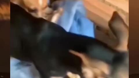 Dog Enjoy 😂🤪 #shorts #meme #meme video