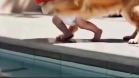 DOG save KID carefully at swimming pool🏊