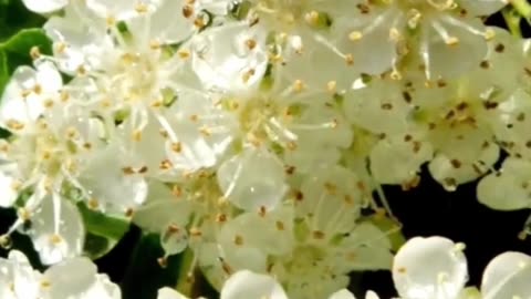 Why Herbalists Love Elderflower