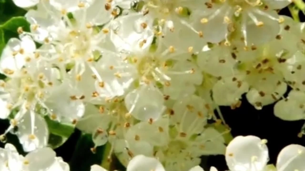 Why Herbalists Love Elderflower