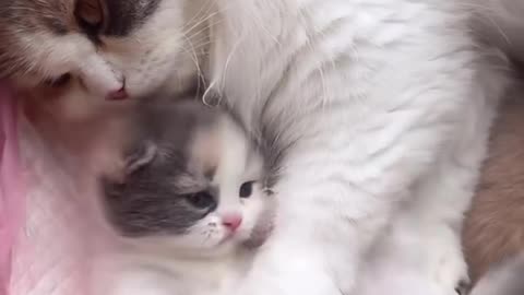 Funny pet