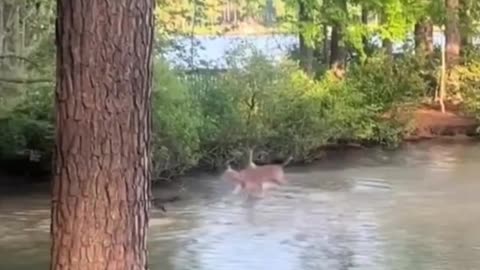 Deer playing in the forest.. 😊