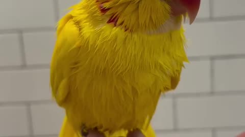 Tiny talkative parrot! 🦜❤️