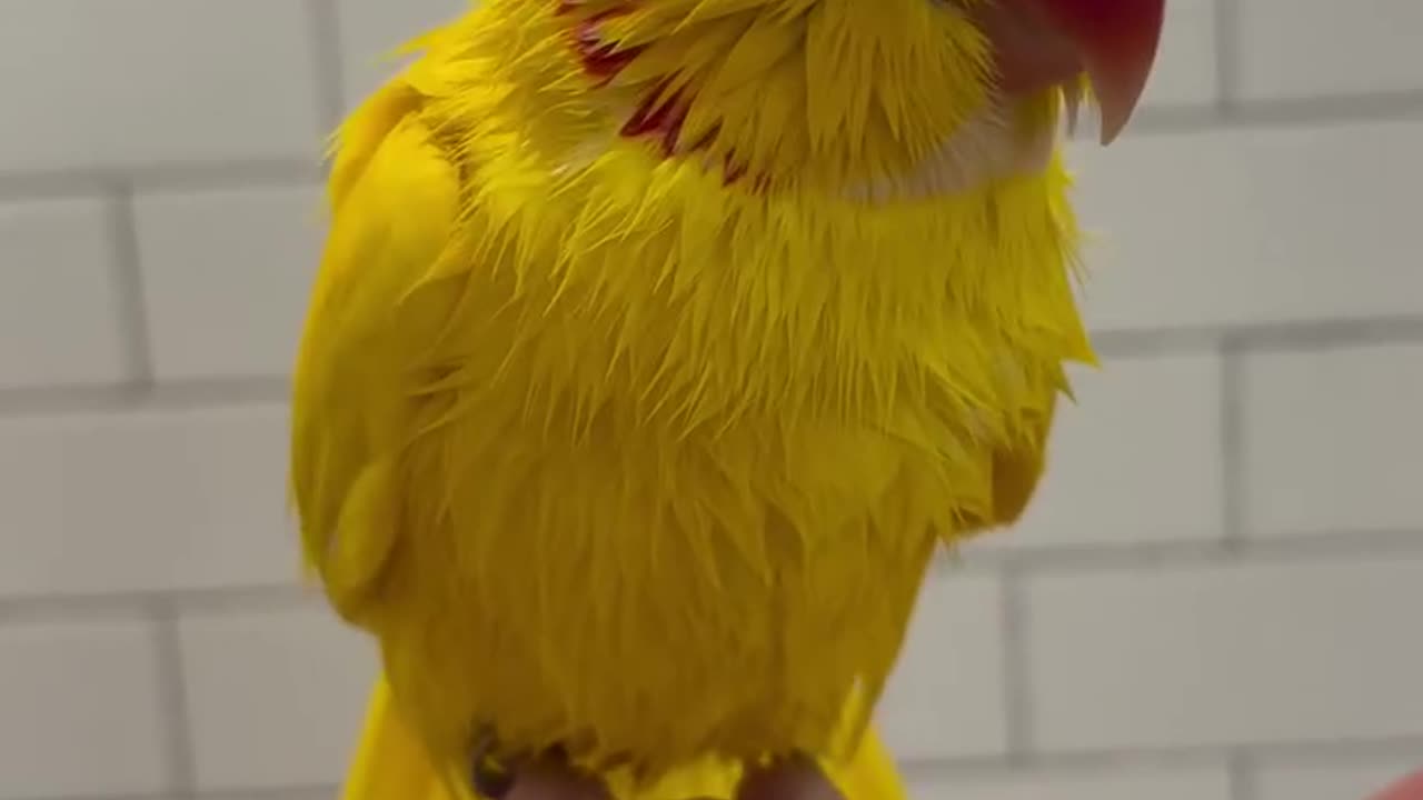Tiny talkative parrot! 🦜❤️