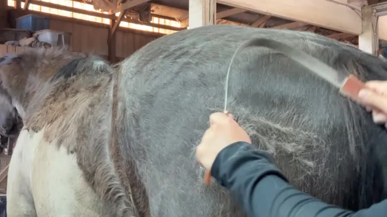 De-Shedding a Horse