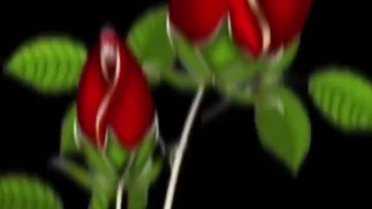 Beautiful video