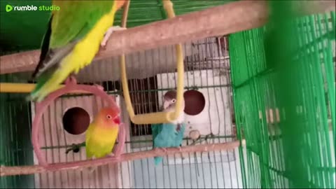 GOOD MORNING from my Pets My Love Birds 🐦🐦🕊 🕊 🐦