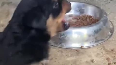 Dog's Comedy Videos 🤣 so cute videos and puppies comedy scenes 😂 so cute 🥰 🥰 🥰 🥰