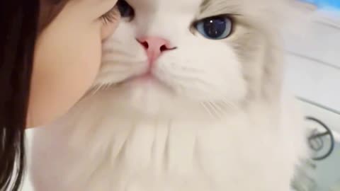 Cat 😺
