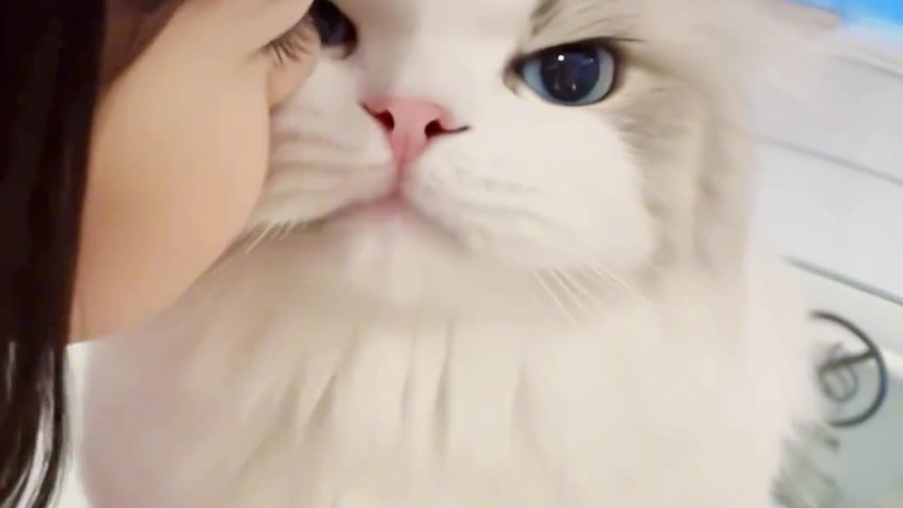 Cat 😺