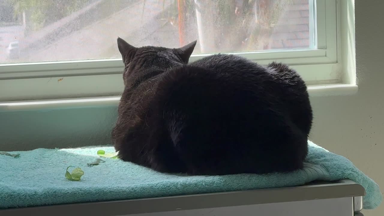 Cute Precious Piper Has Gardening Skills - Adopting a Cat from a Shelter Vlog