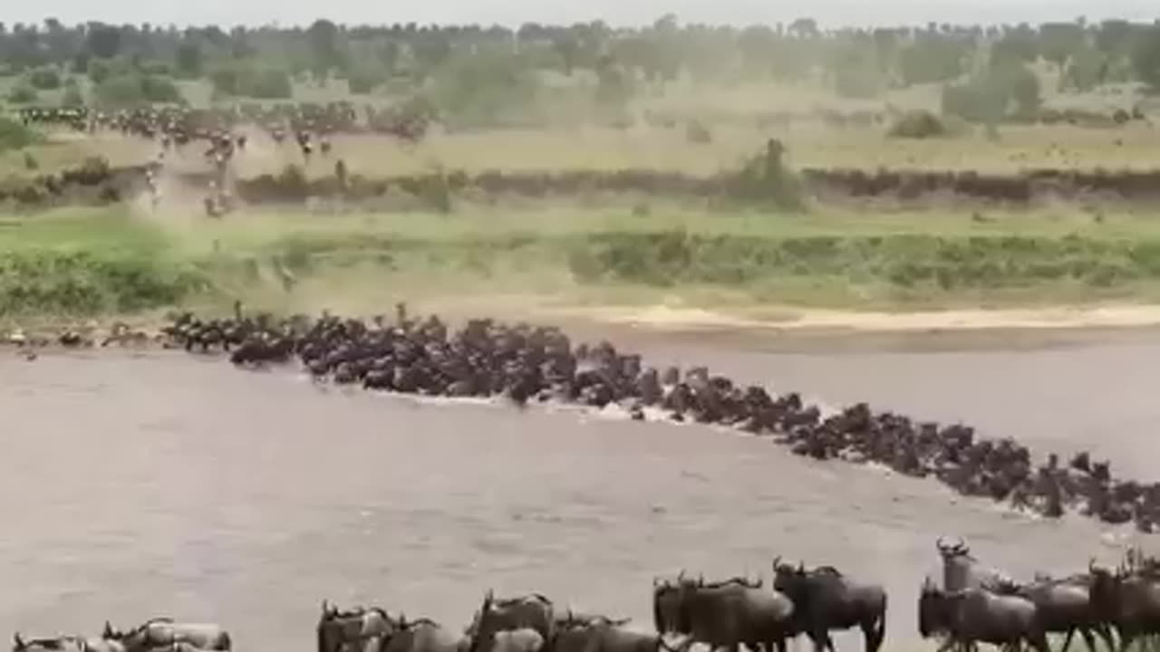 why does the great migration in africa occur