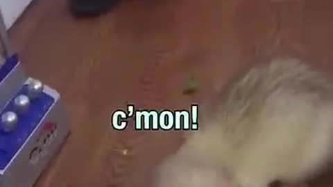 Funny Animal Voiceover Videos!