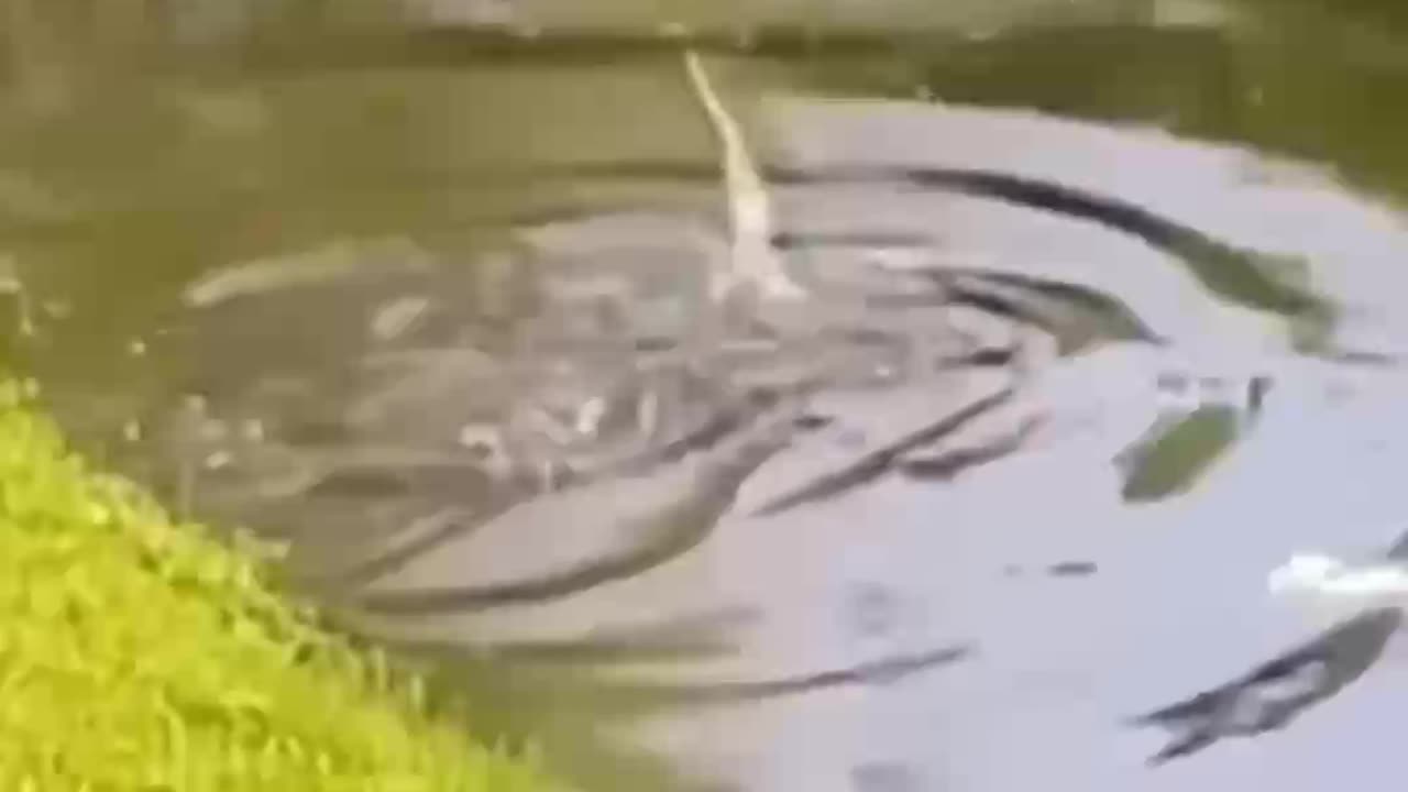 Possum vs Alligator
