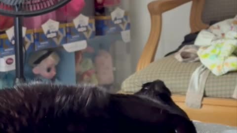 Cute Precious Piper Does Fun Stretches - Adopting a Cat from a Shelter Vlog #shorts